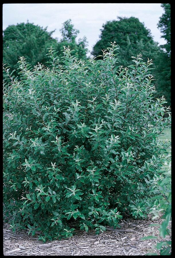 Lowe's Pink Weeping Pussy Willow Tree Feature Shrub In Pot (With Soil) in  the Shrubs department at