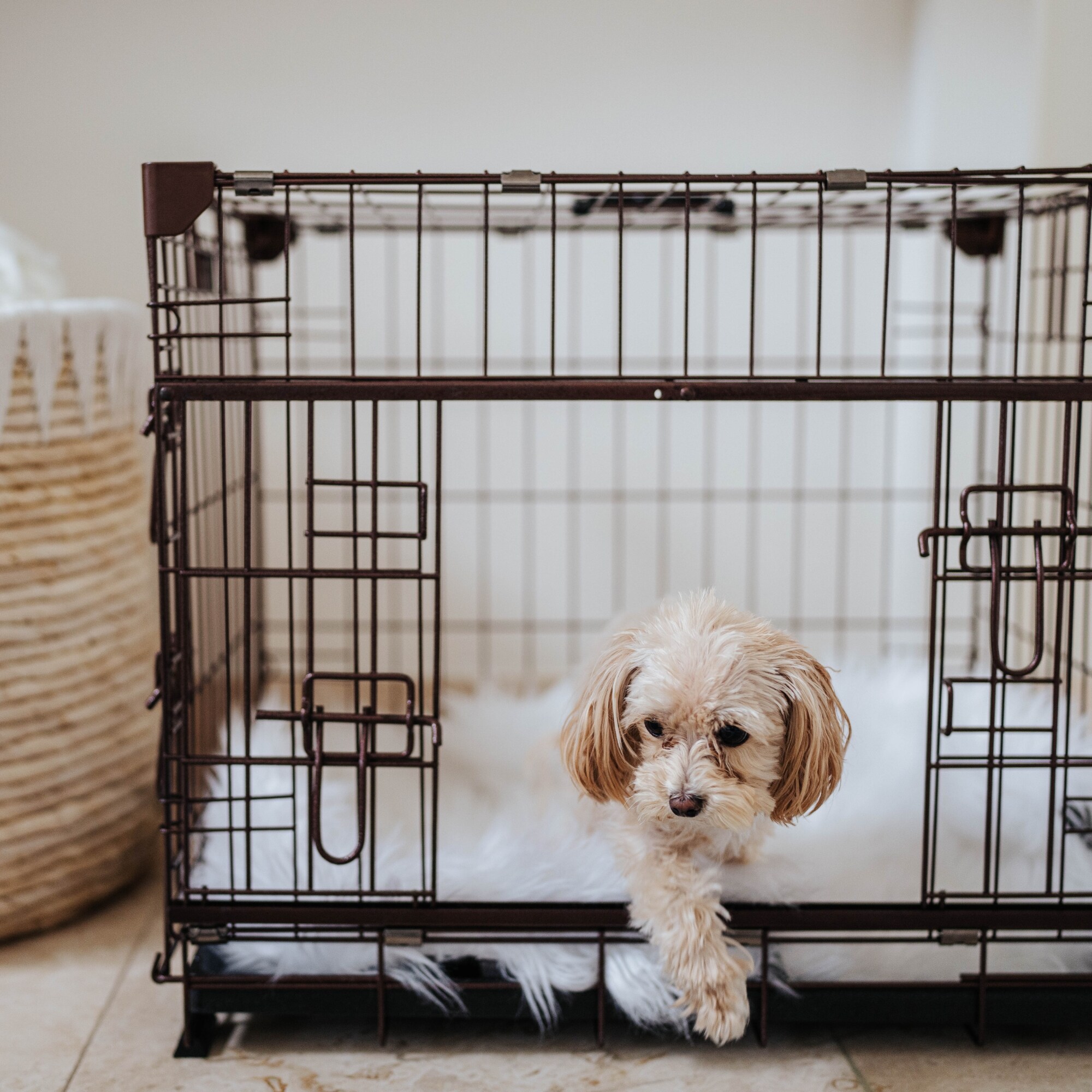 Lucky Dog ZW51524-UR1510 Pet-Crates-Carriers - View #11