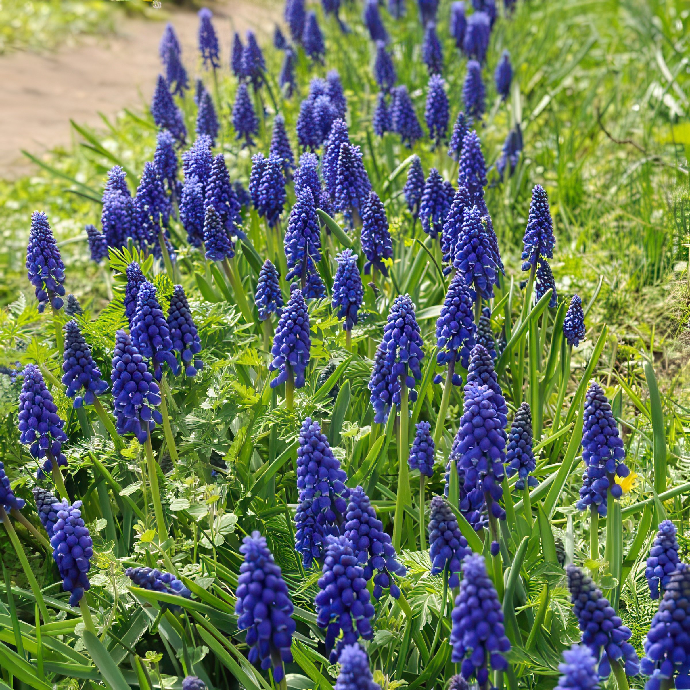 National Plant Network LW3137 Plant-Bulbs - View #8