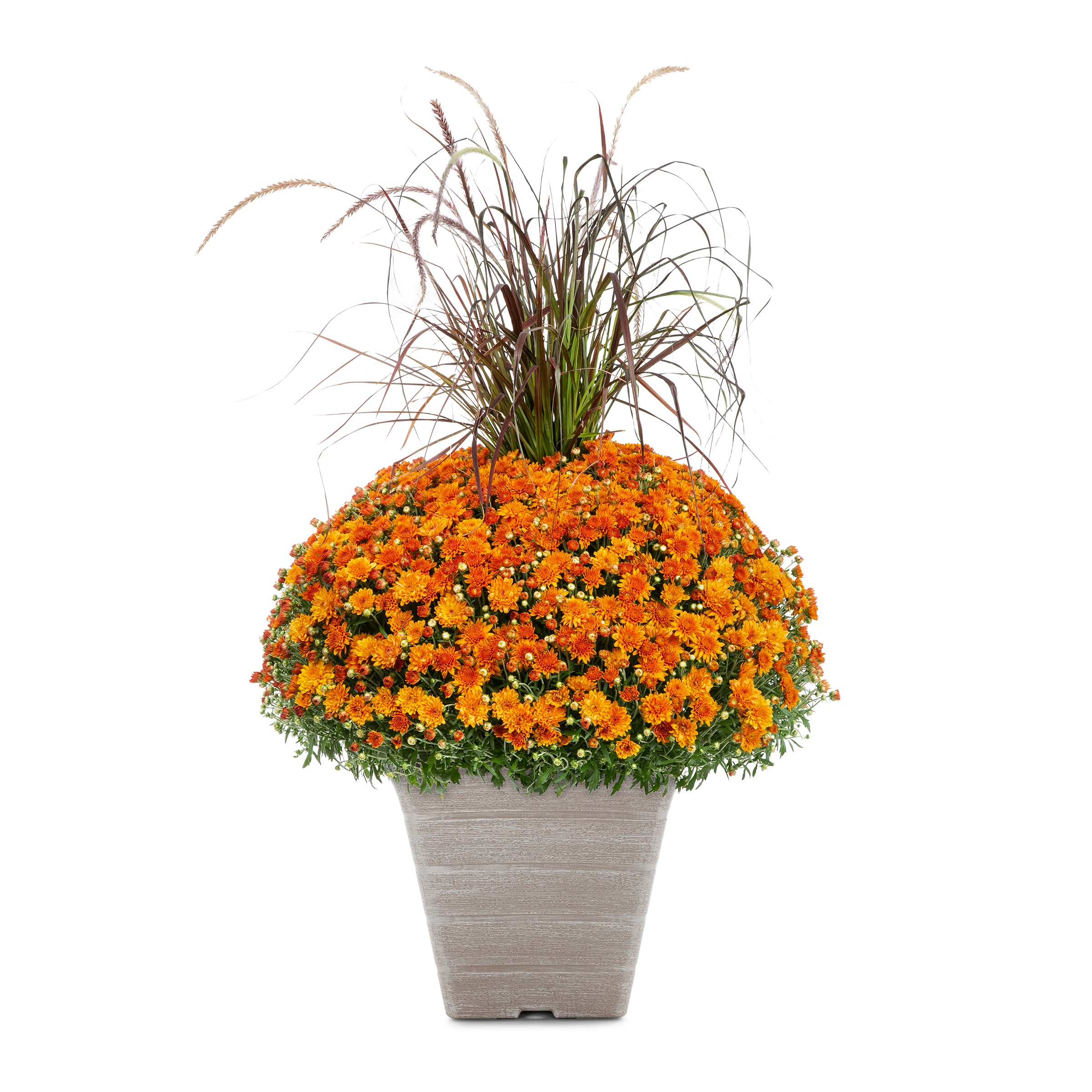 Lowe's NURSERY Purple Mum in 3 Gallon(s) Planter 1 -Pack