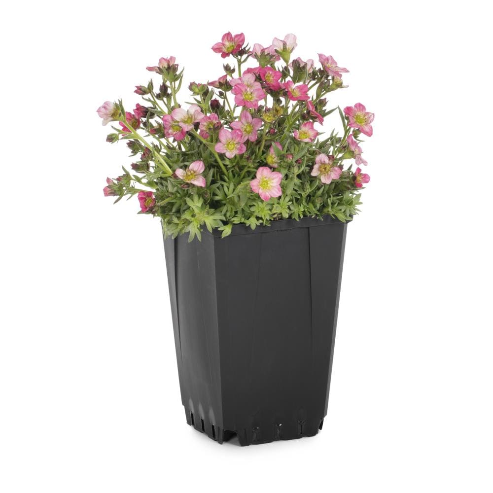 Lowe's NURSERY Multicolor Rockfoil Plant in 1.0 -Quart Pot 1.0 -Pack