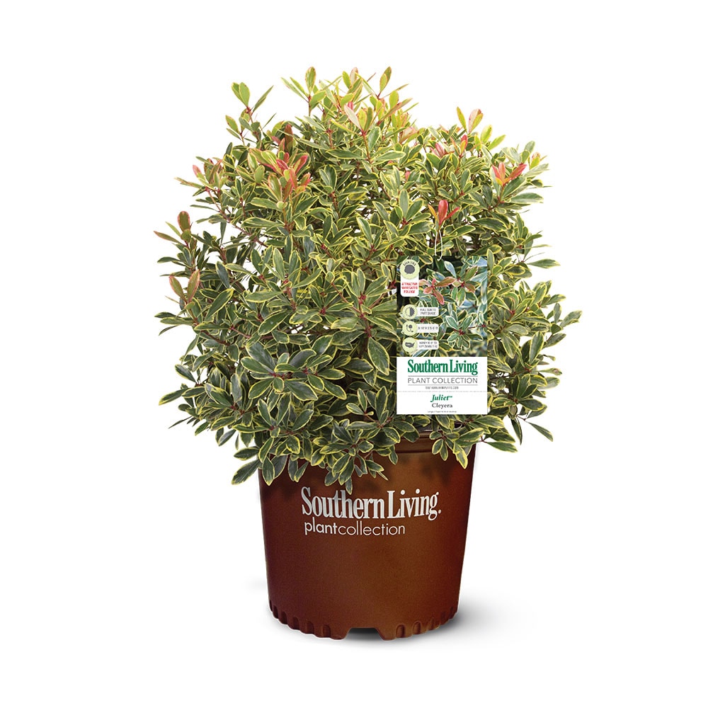 Lowe's Juliet Cleyera Shrubs at Lowes.com