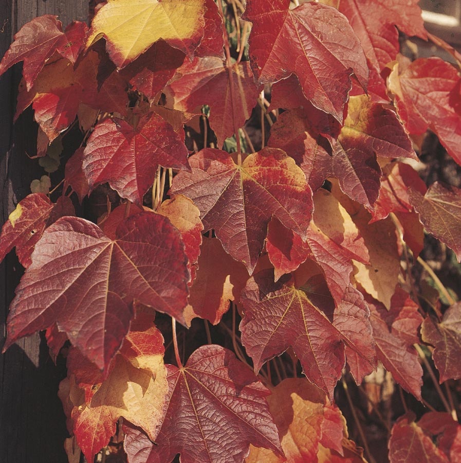 Boston Ivy Vine  C&J Gardening Center