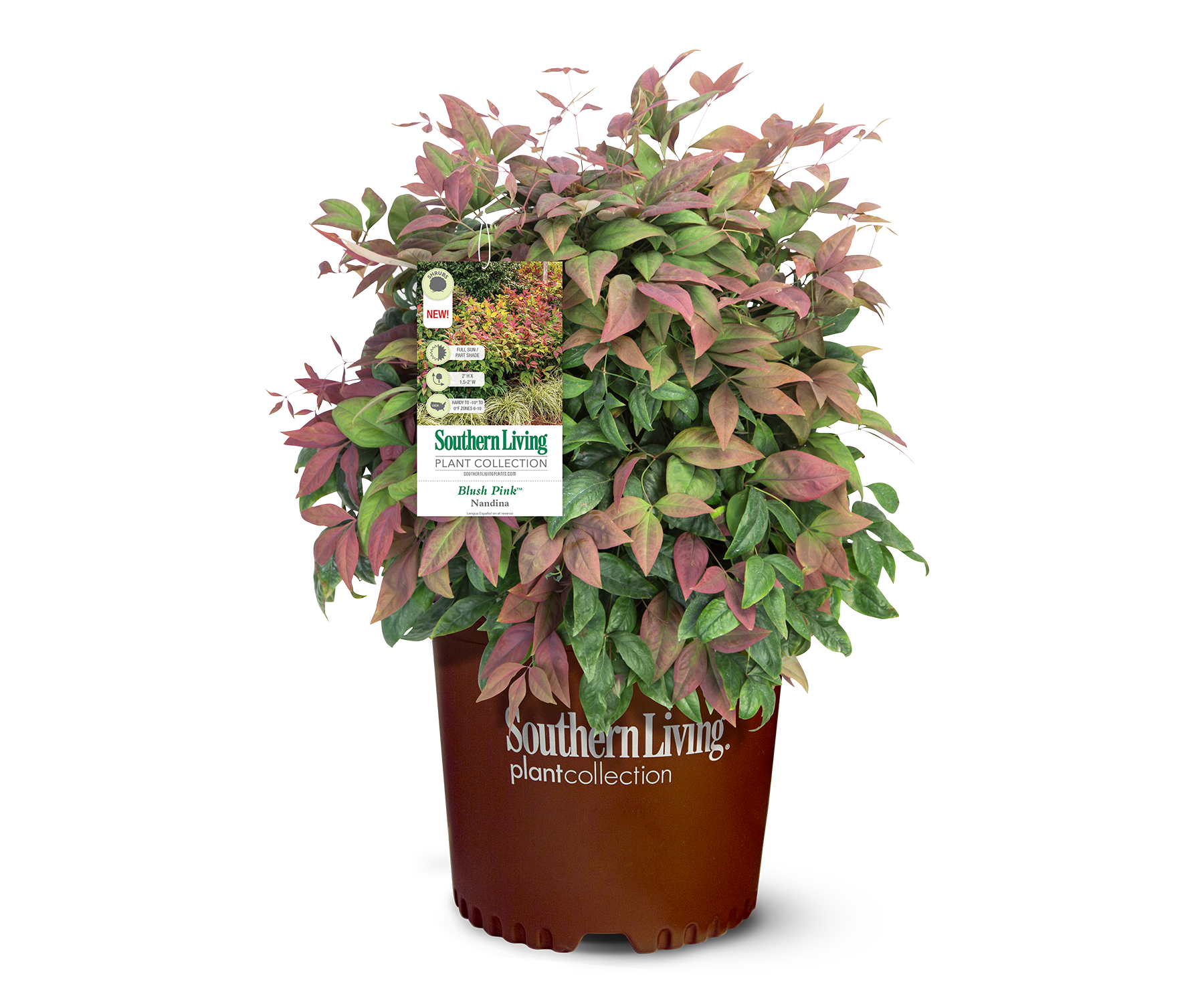 Southern Living Plant Collection 4307Q-1 shrubs - View #8