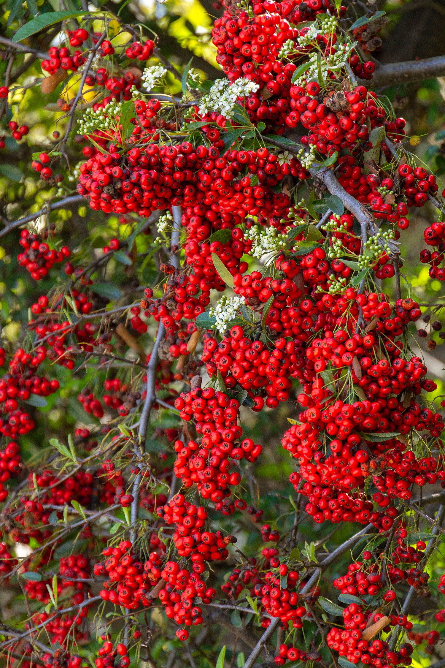 Monrovia 069005ST Victory Pyracantha Feature Shrub in 3.58 -Gallon Pot 1 -Pack with White Blooms