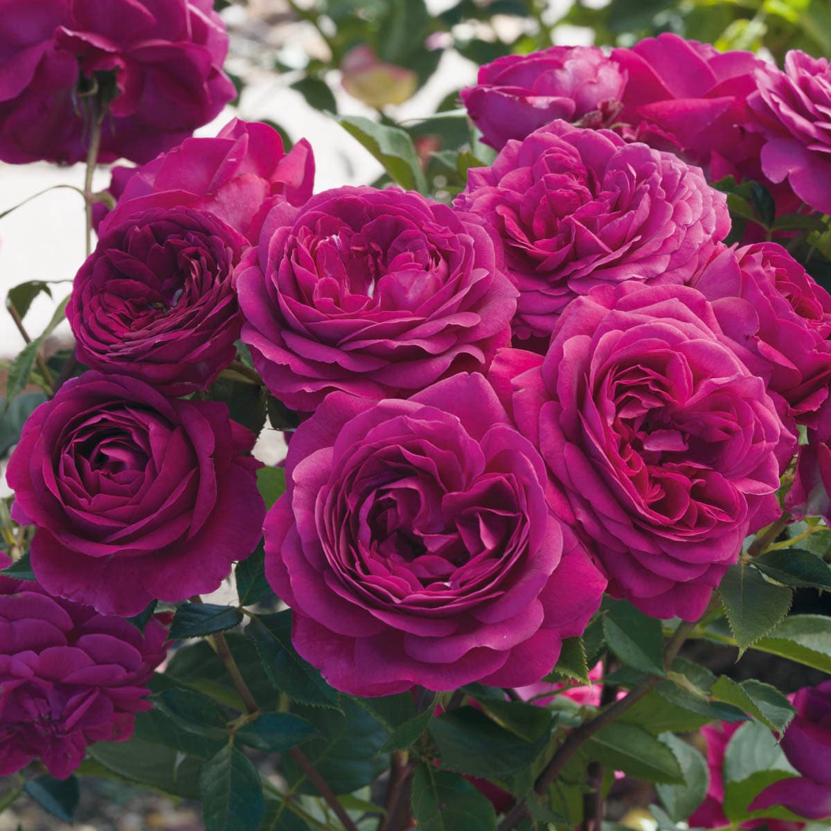 Spring Hill Nurseries 93367 roses - View #2
