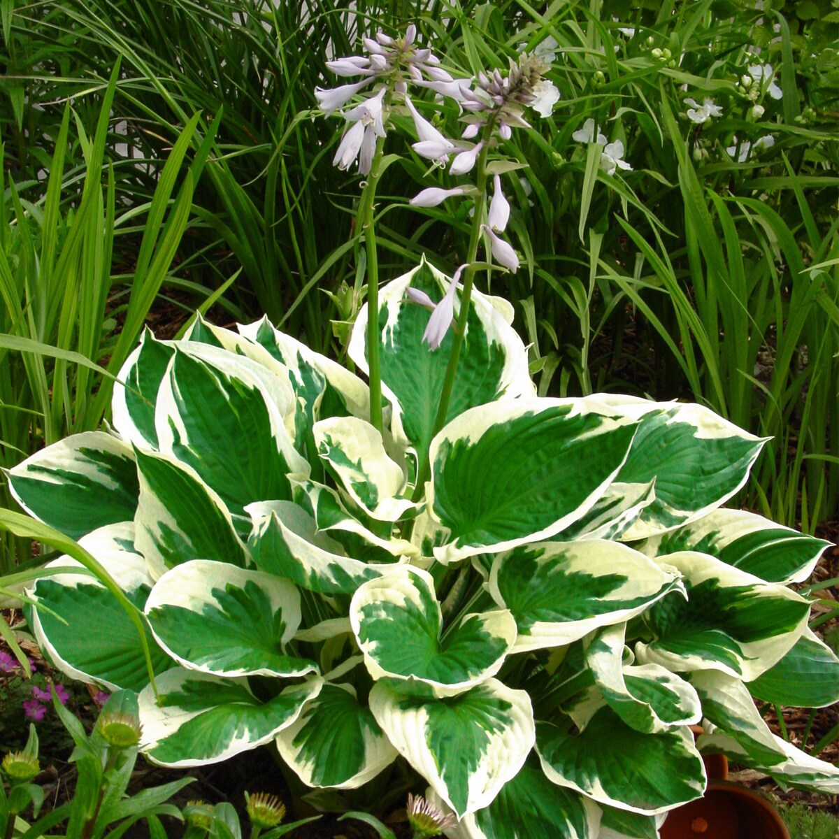 Van Zyverden 3-Pack Hosta Minuteman Bulbs in the Plant Bulbs department ...