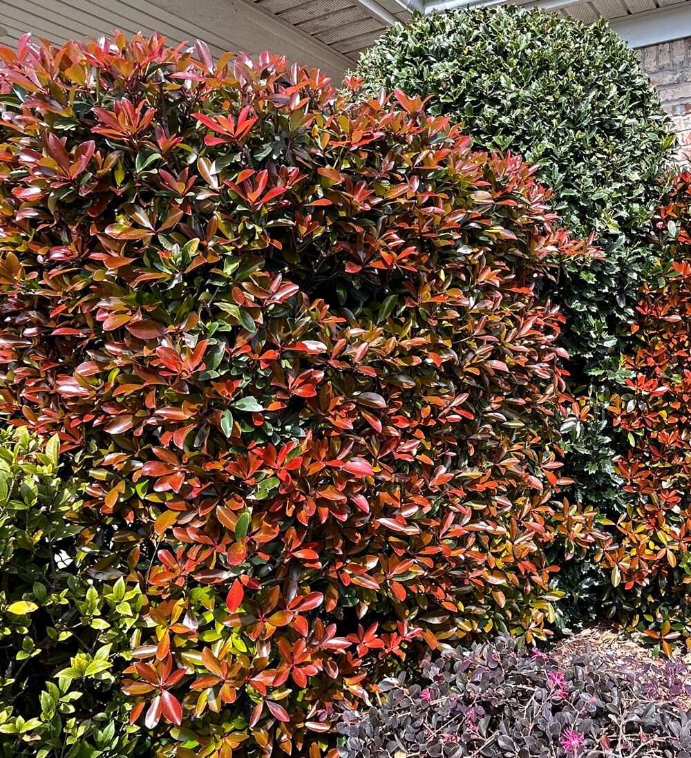 Southern Living Plant Collection 54983-1 shrubs - View #4