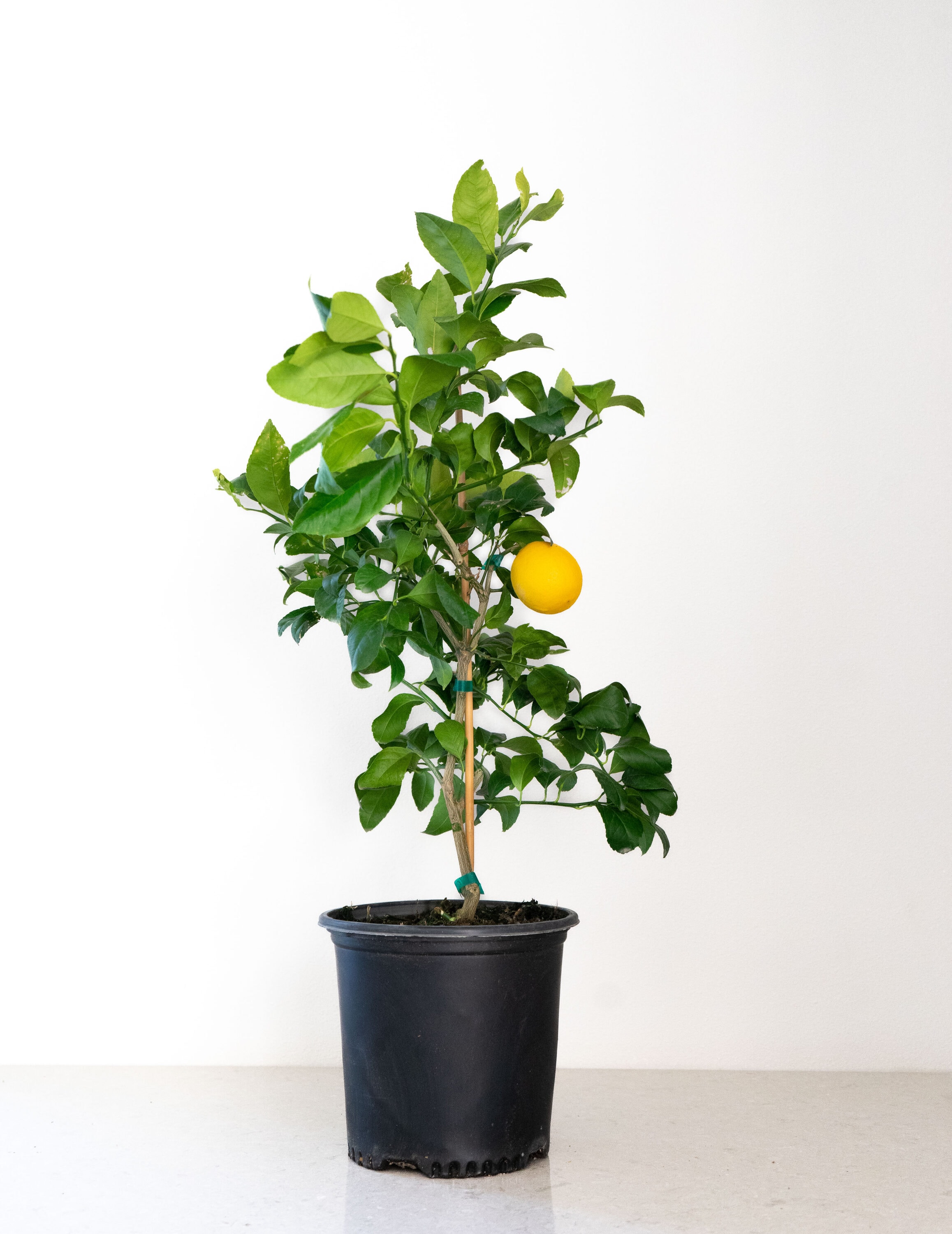 Fruit Lemon Tree Plants, Bulbs & Seeds at