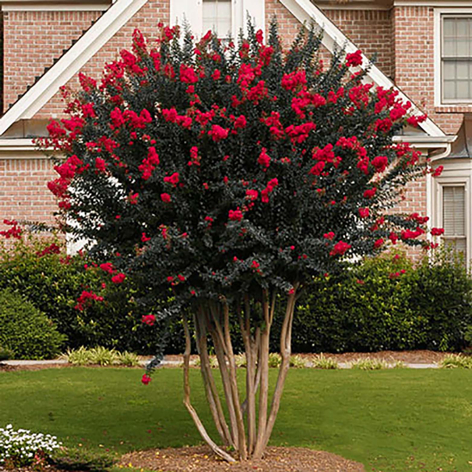 Lowe's NURSERY shrubs - View #2