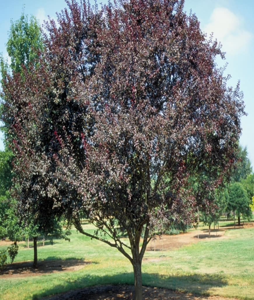  NURSERY 12.07 -Gallon Purple Flowering Newport plum In pot (with soil)