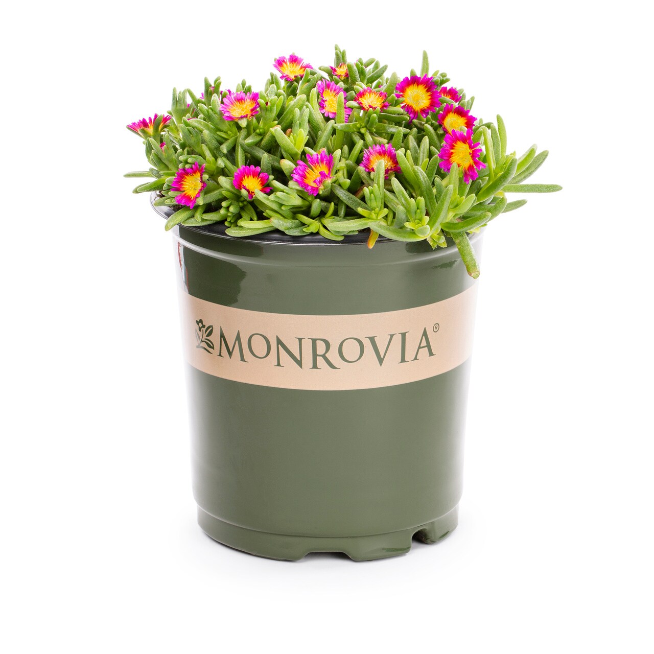 Monrovia 4980 perennials - View #4