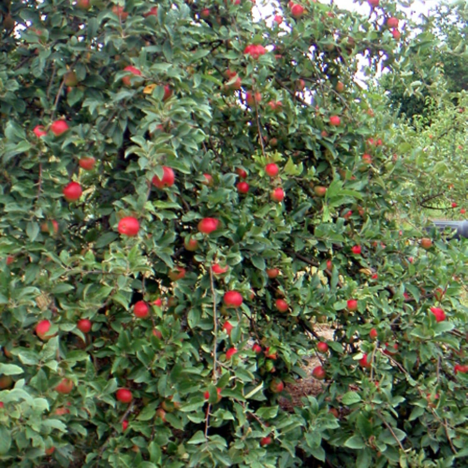 Southern Planters APPENT05G trees - View #3