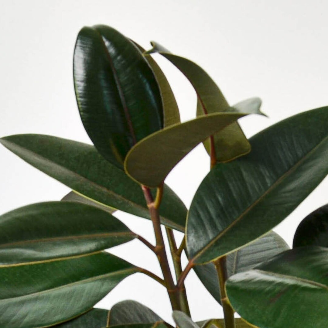 House Plant Shop 6-FICUS-BURGUNDY hseplants - View #3
