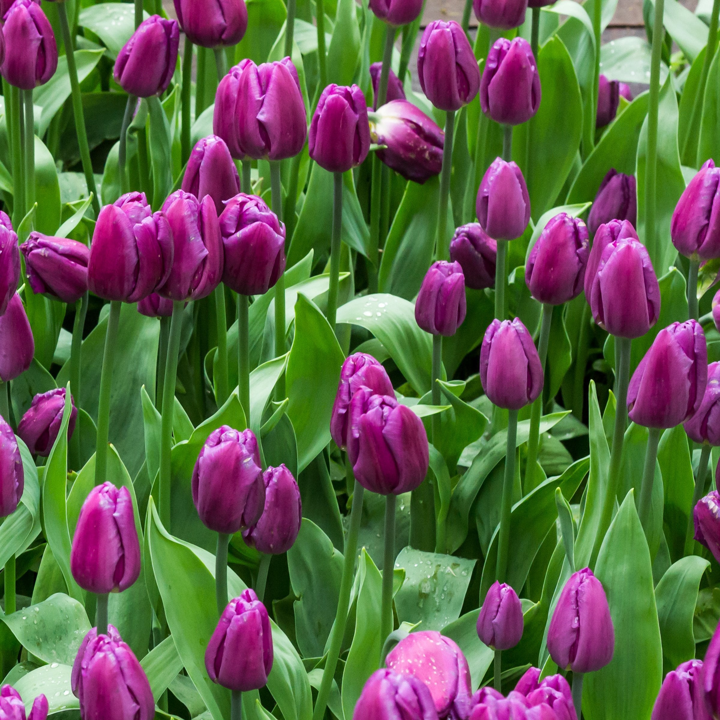 National Plant Network LW3152 Plant-Bulbs - View #8