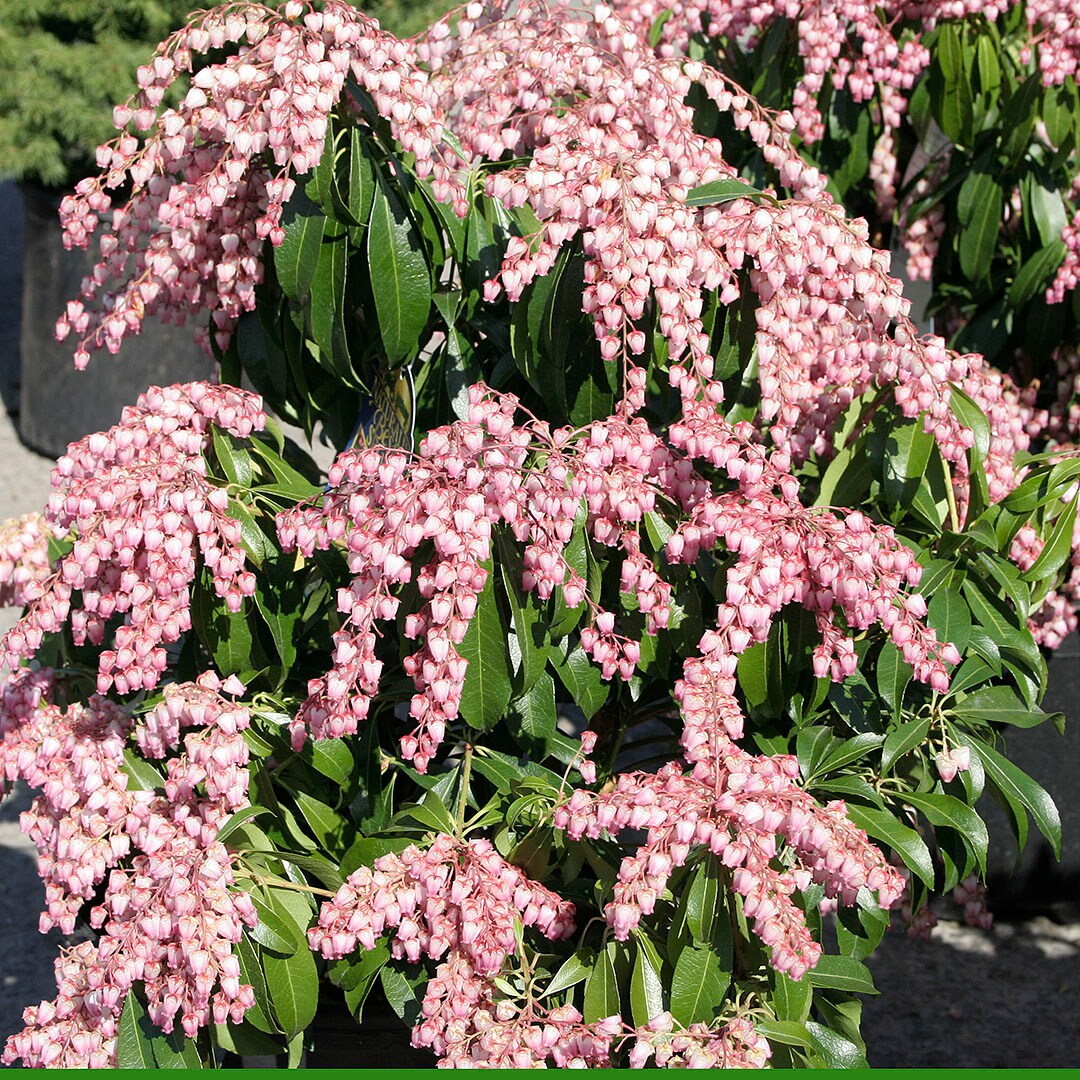  O59282M shrubs - View #2
