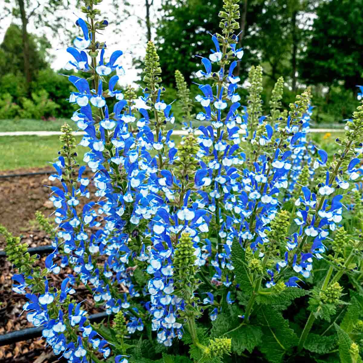 Direct Gardening 74893 perennials - View #3