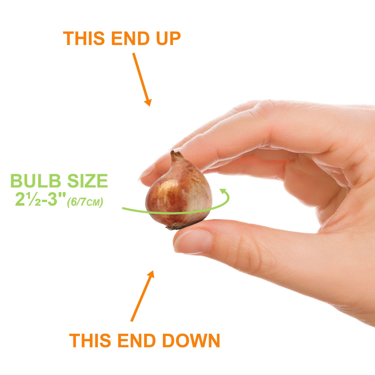Garden State Bulb ECF-83-100-04 Plant-Bulbs - View #4