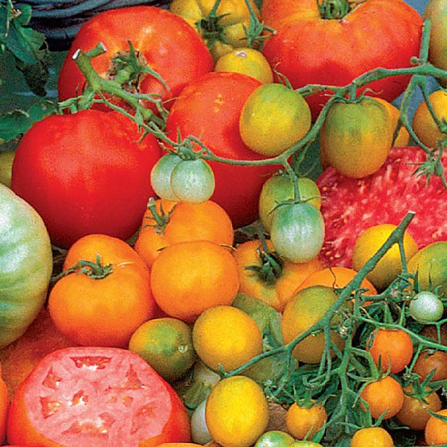 Ferry-Morse LC25.9555 Vegetable-Herb-Seeds - View #3