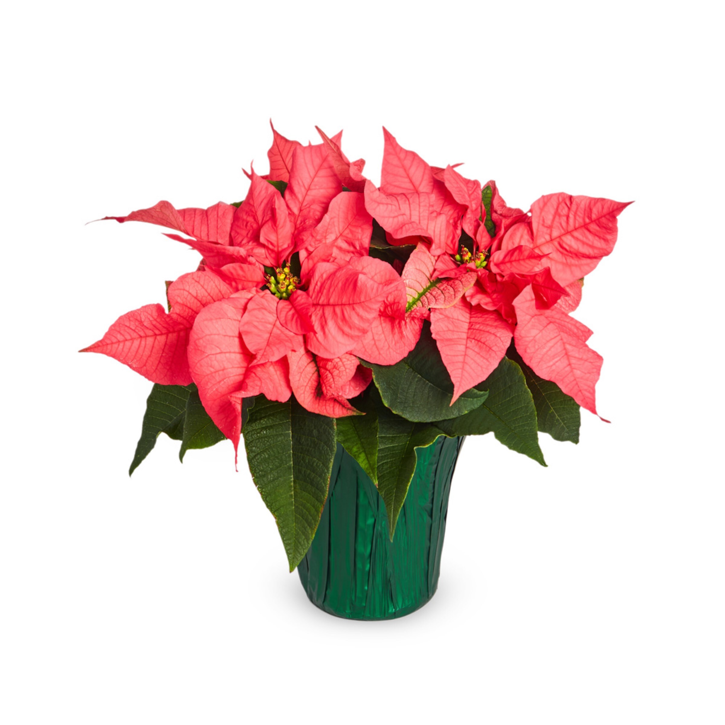Lowe's 5340081 Fresh-Cut-Christmas-Decorations - View #3