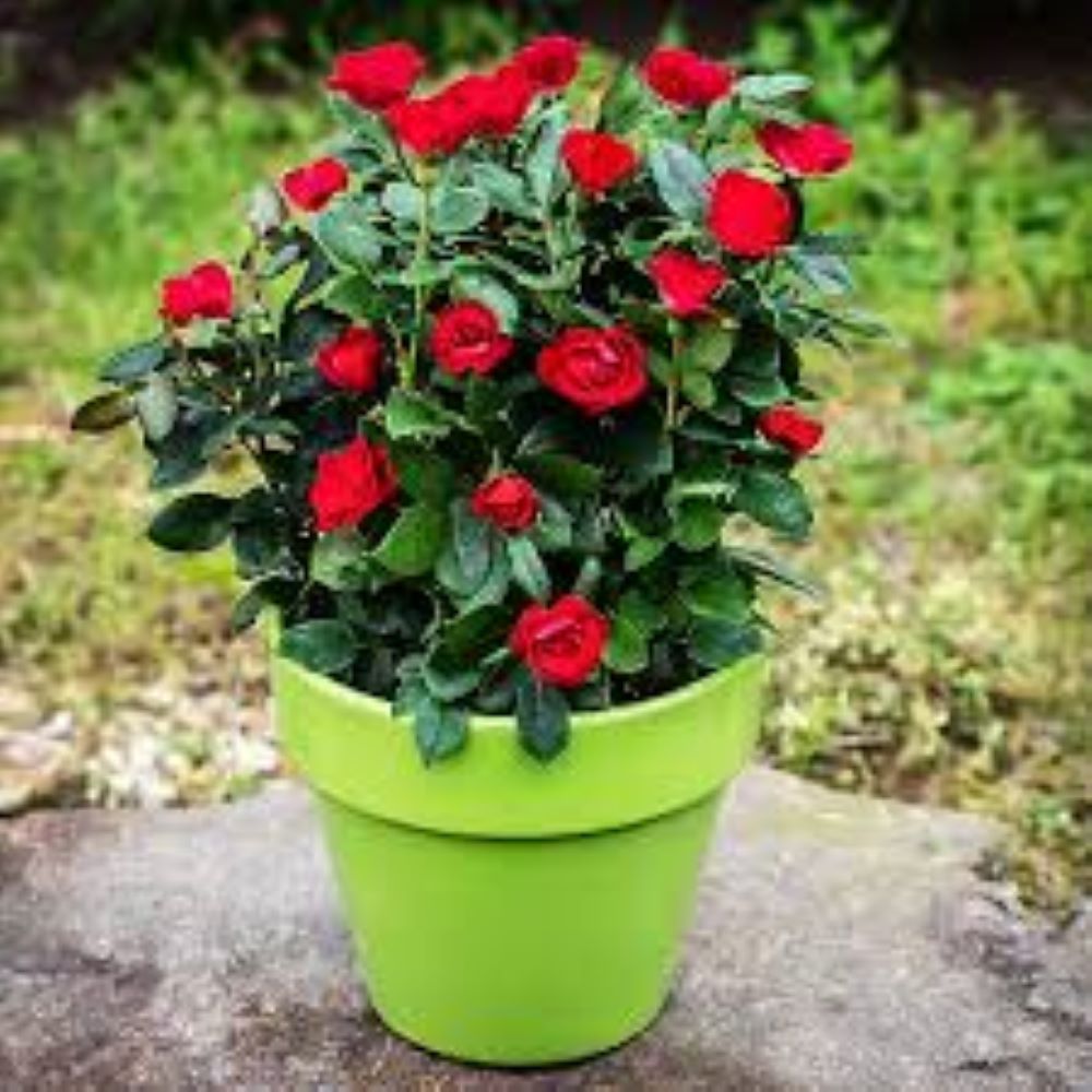 Knockout Roses 5967701 shrubs - View #4