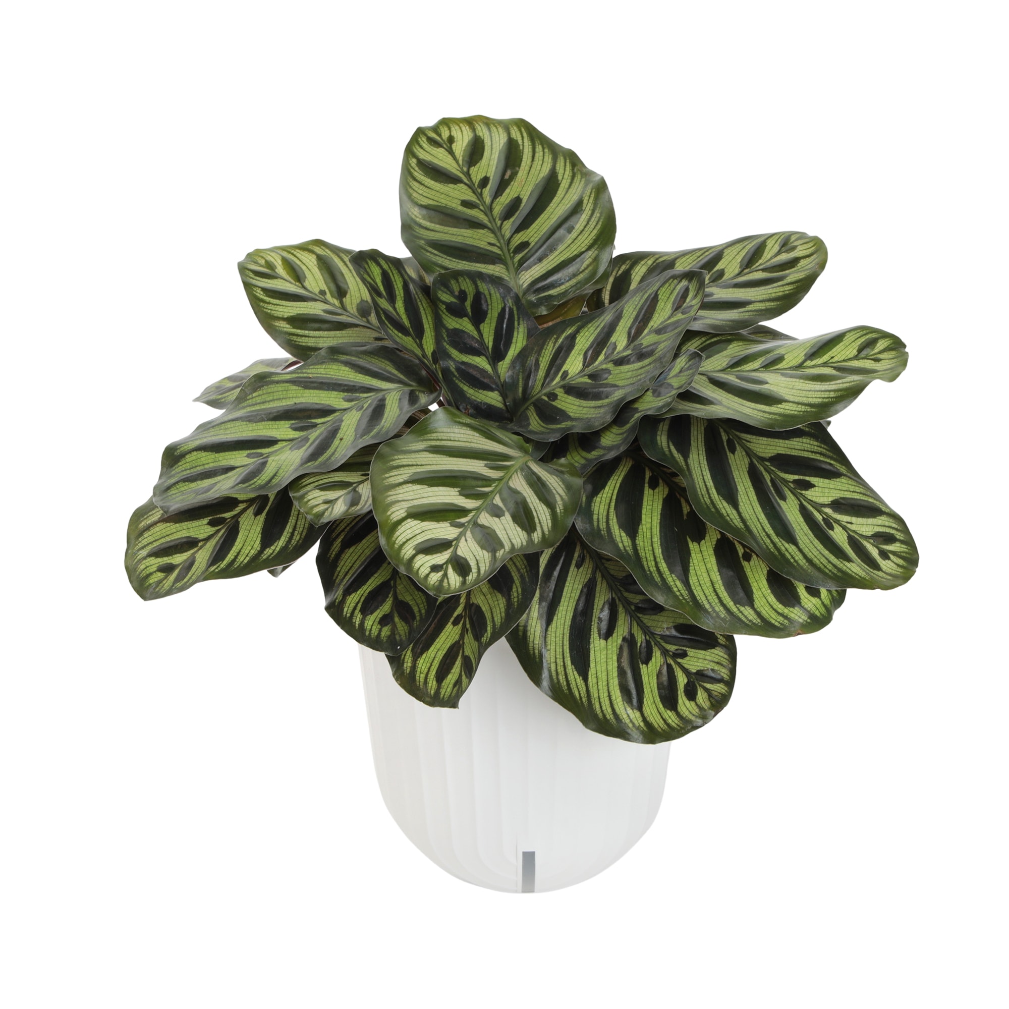 Lowe's 5628270 hseplants - View #3