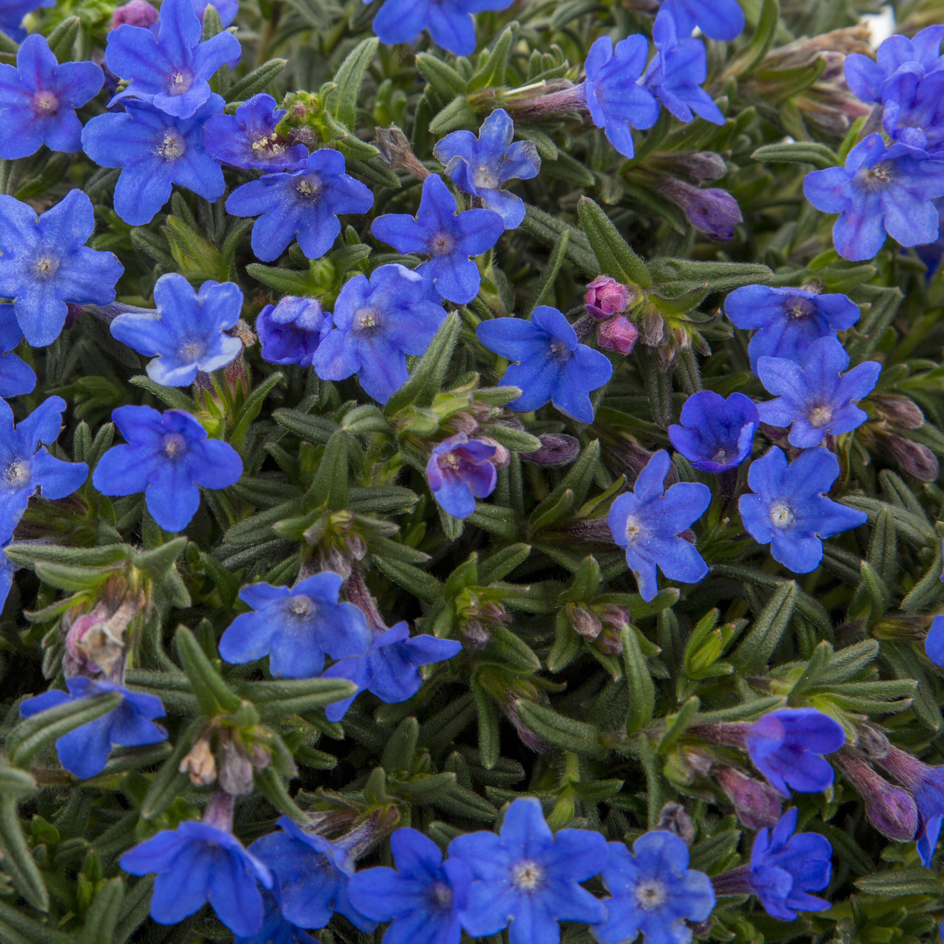 Lowe's 418018 perennials - View #3