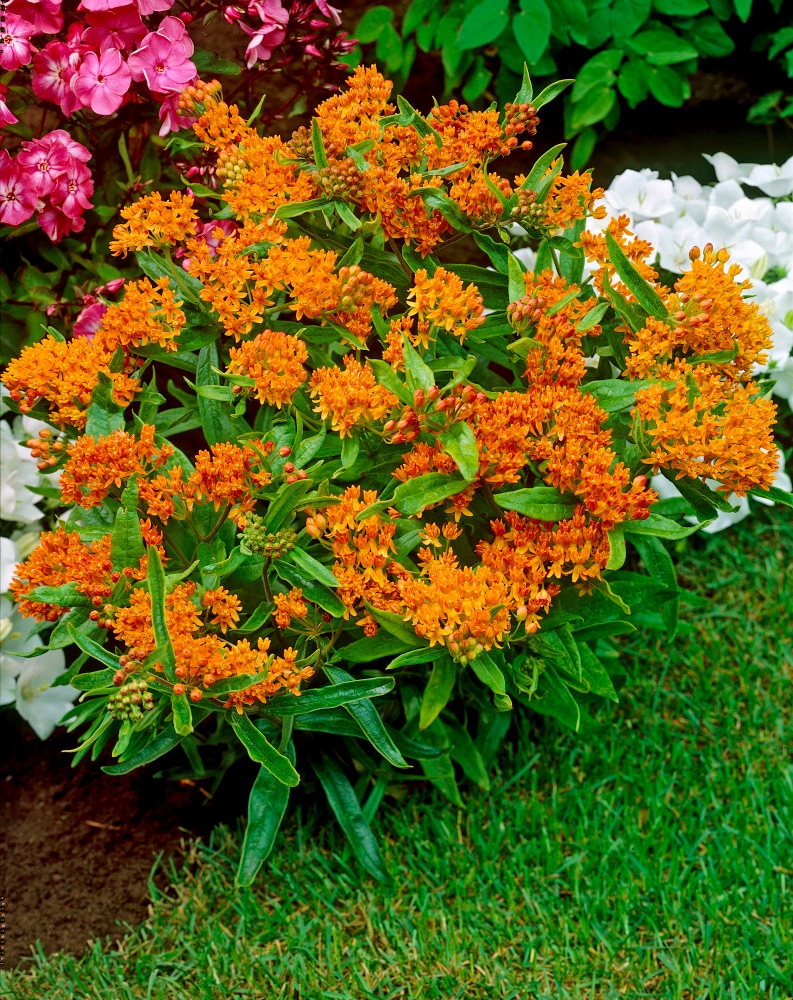 Spring Hill Nurseries 75181 perennials - View #4