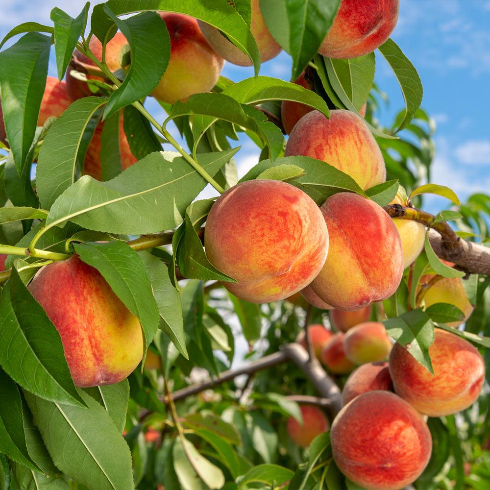 Brighter Blooms 10988 Fruit-Plants - View #2