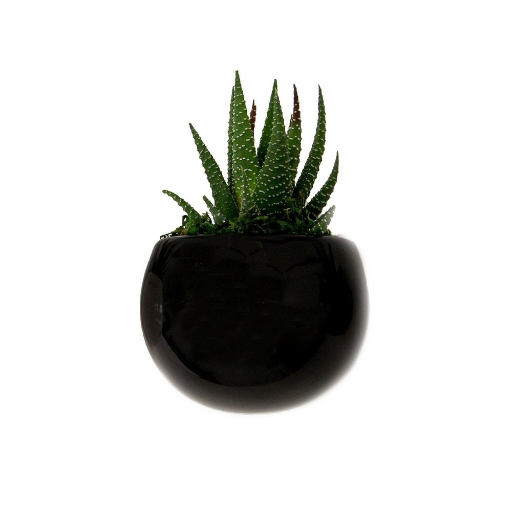 Lowe's LTH101 hseplants - View #2