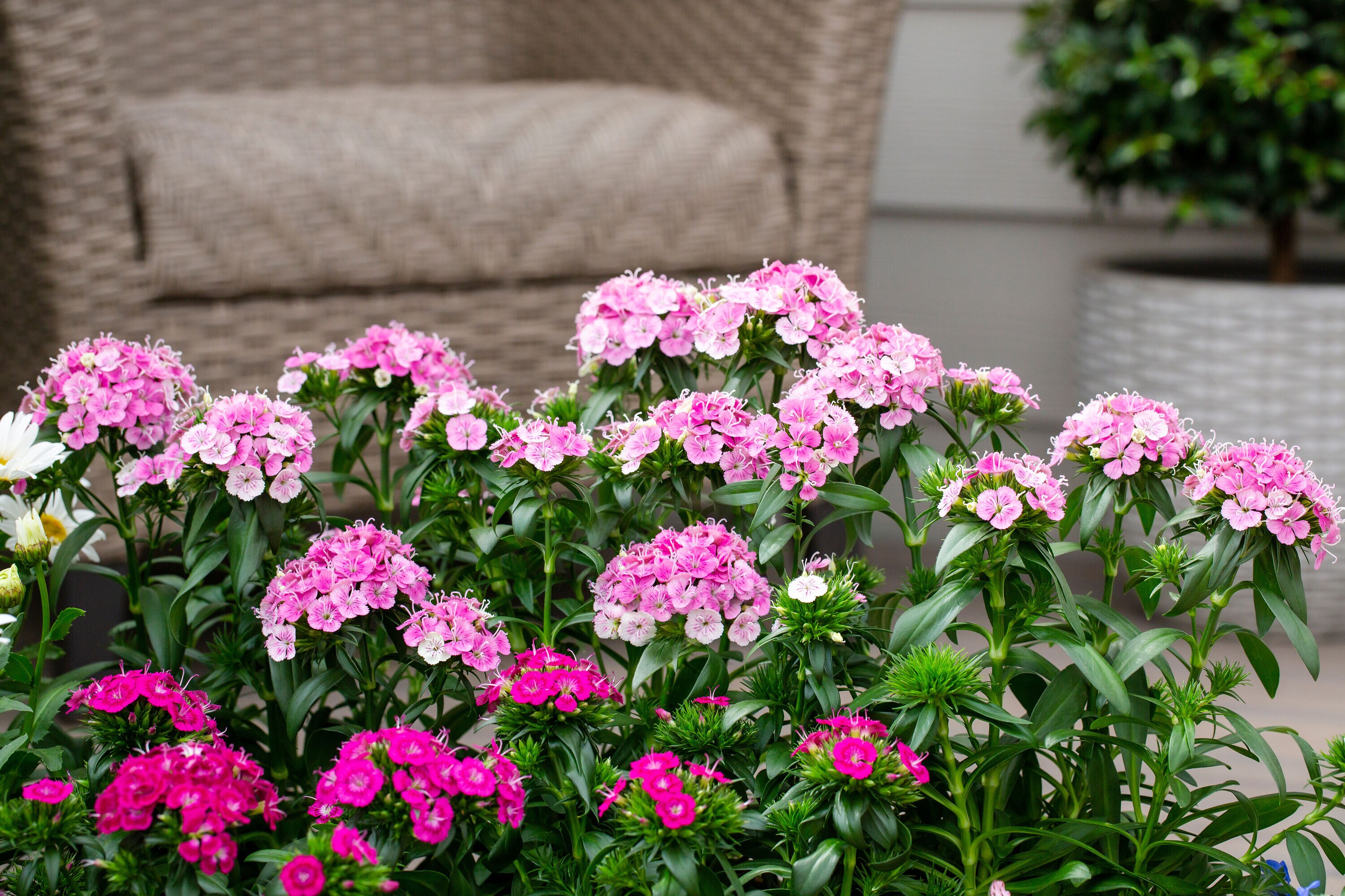 Monrovia 78505 perennials - View #3