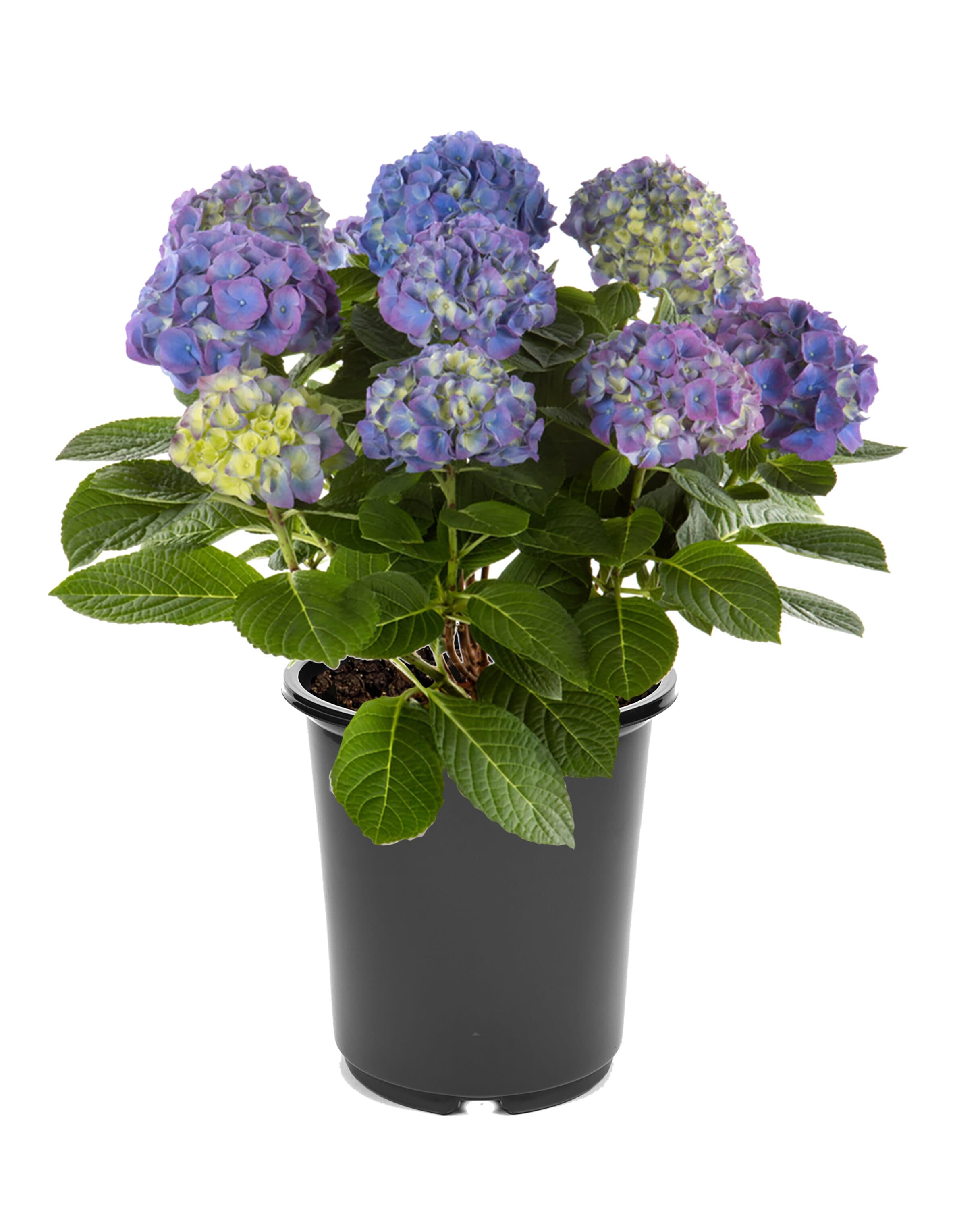  3065 shrubs - View #4