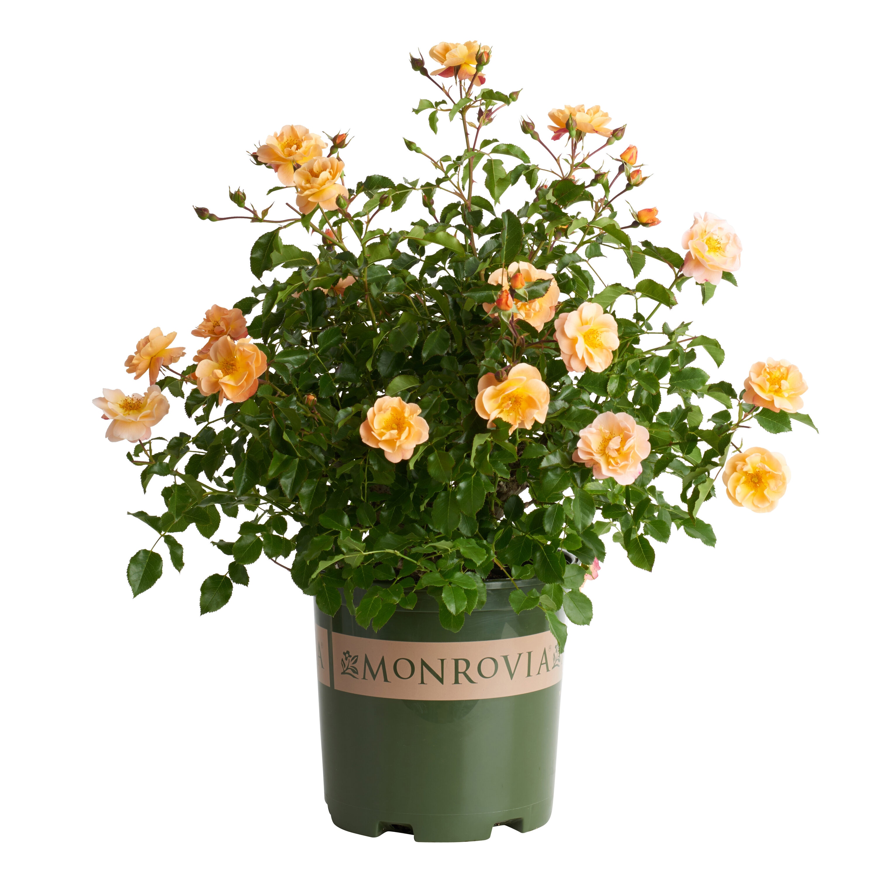 Deal of the Day - Additional 25% More Blooms For Delivery at Fresno, CA