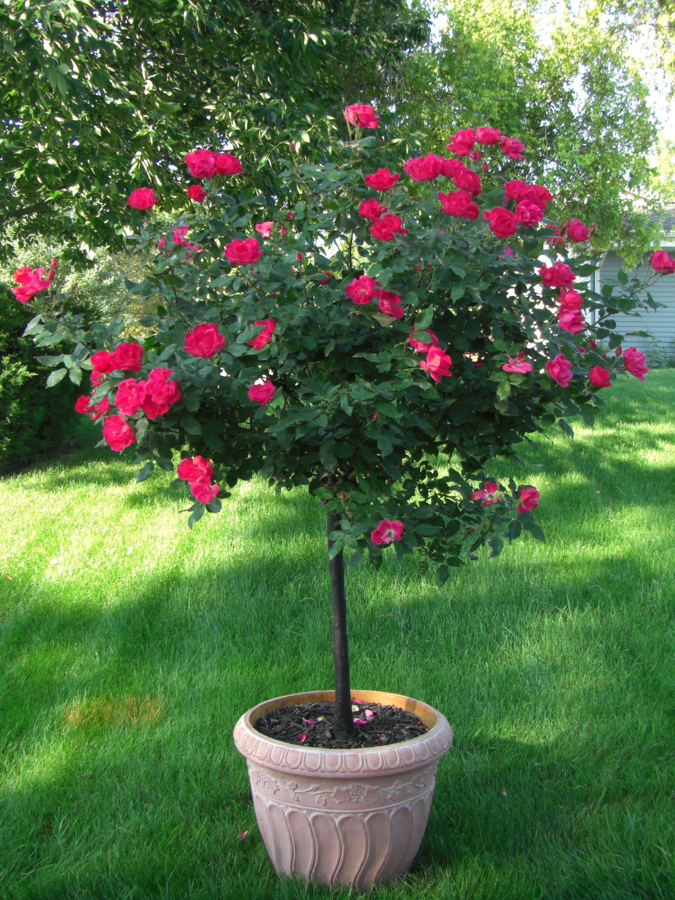 Knock Out 7111TF3 shrubs - View #3