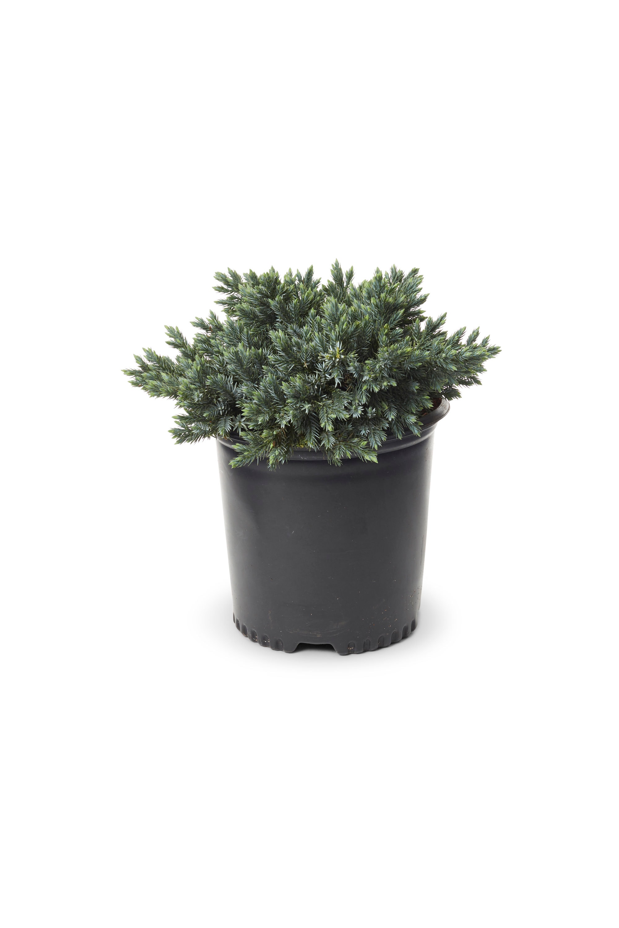 Juniper Blue Star Plants, Bulbs & Seeds at Lowes.com