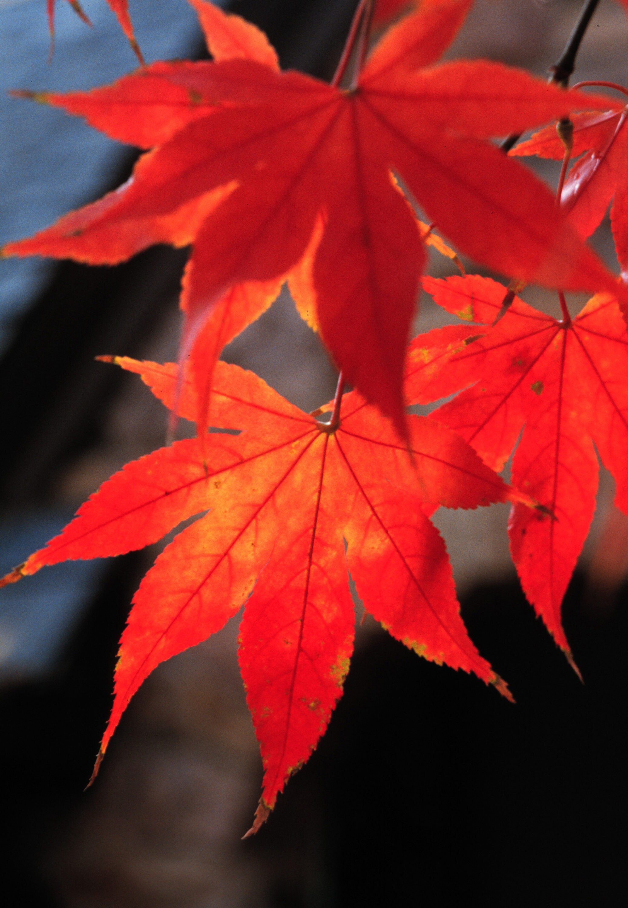 Lowe's 1.5-Gallon Red Feature Red Japanese Maple In Pot (With Soil) at ...