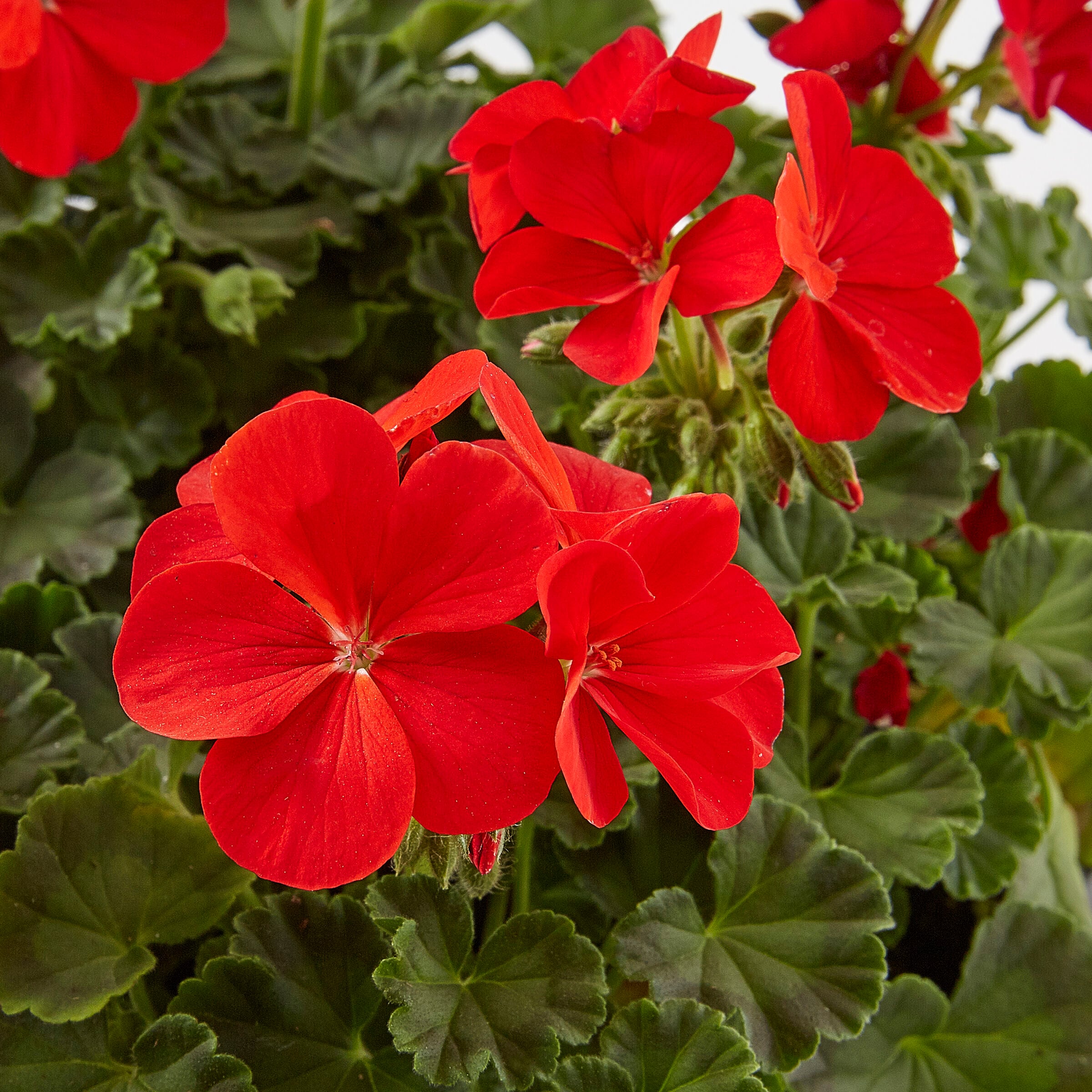 Lowe's Multicolor Seed Geranium in 9-Pack Tray in the Annuals ...