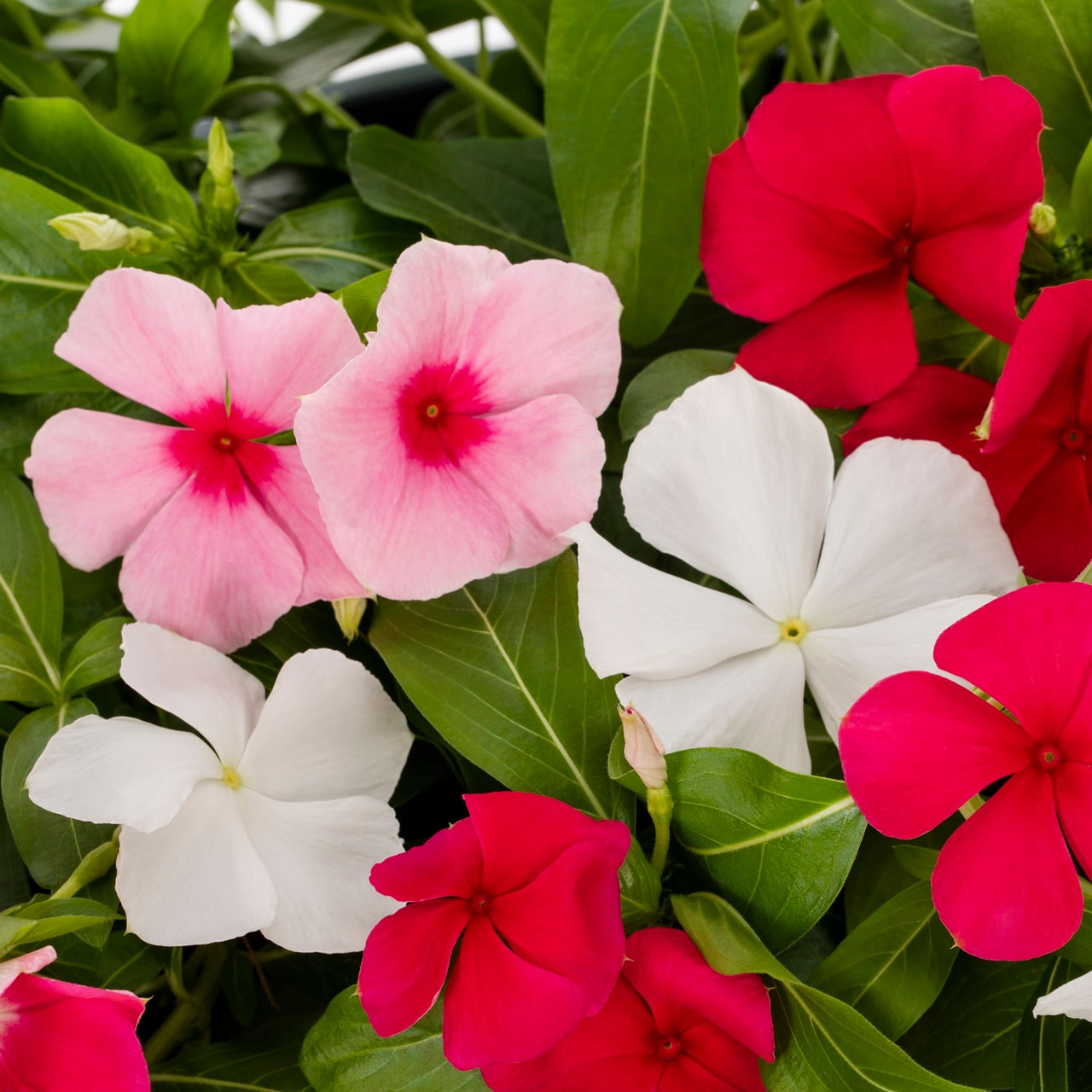 Metrolina Greenhouses Multicolor Vinca in 1.5-Gallon Hanging Basket in ...