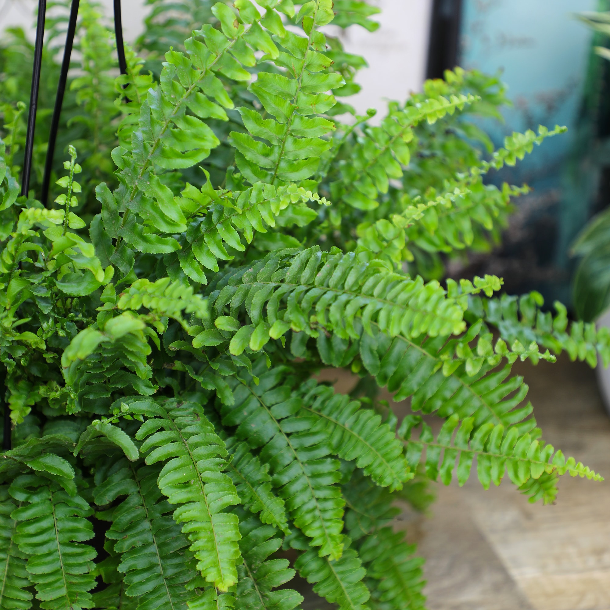 Altman Plants 0872780 hseplants - View #8