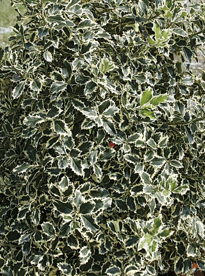 Monrovia 042605PT Variegated English Holly Foundation/Hedge Shrub in In pot (with soil) Insignificant