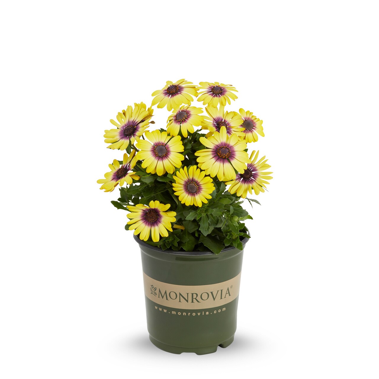 Monrovia 4832 annuals - View #5