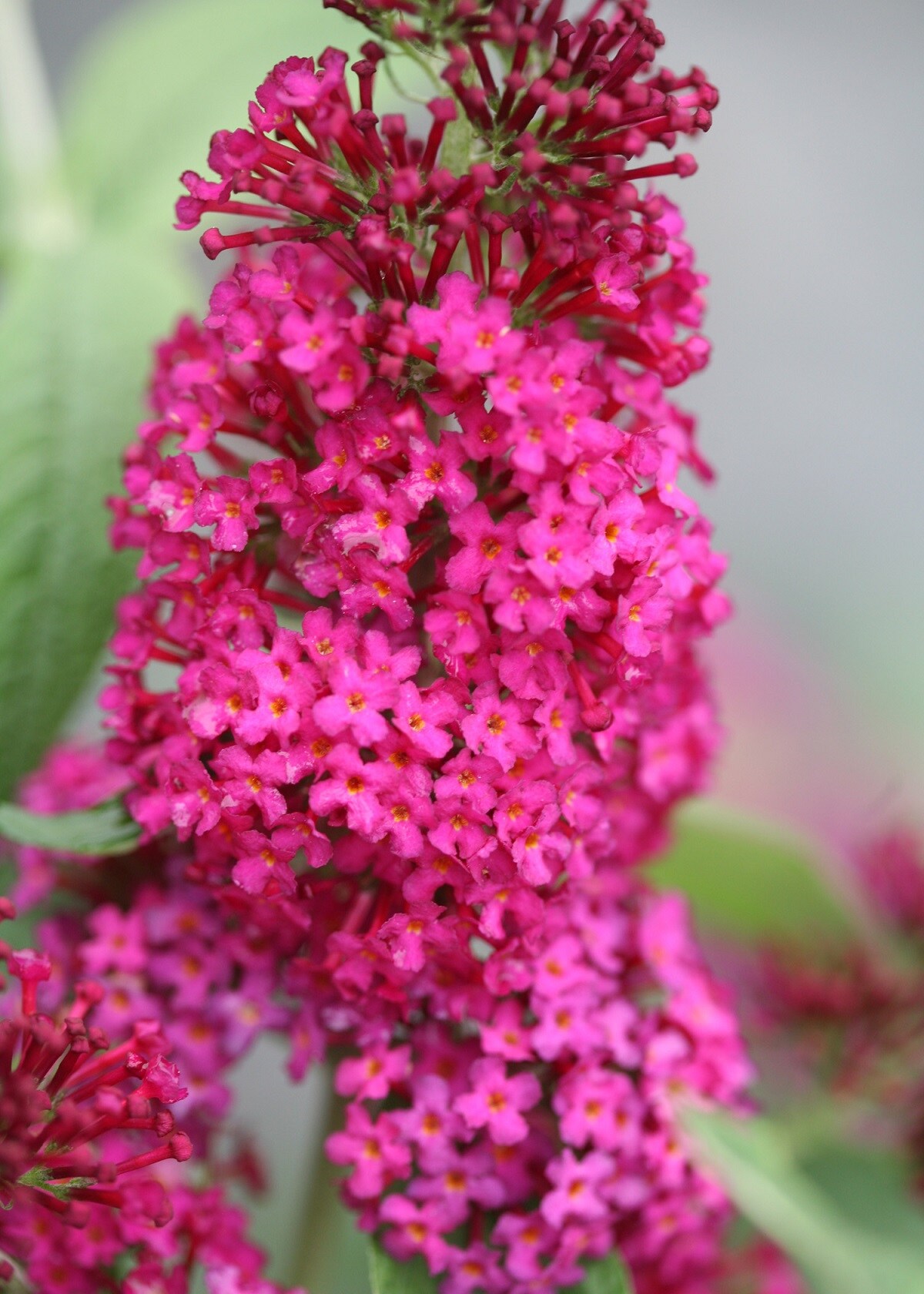Proven Winners Red 'miss Molly' Butterfly Bush (buddleia) Flowering Shrub in 1-Quart Pot