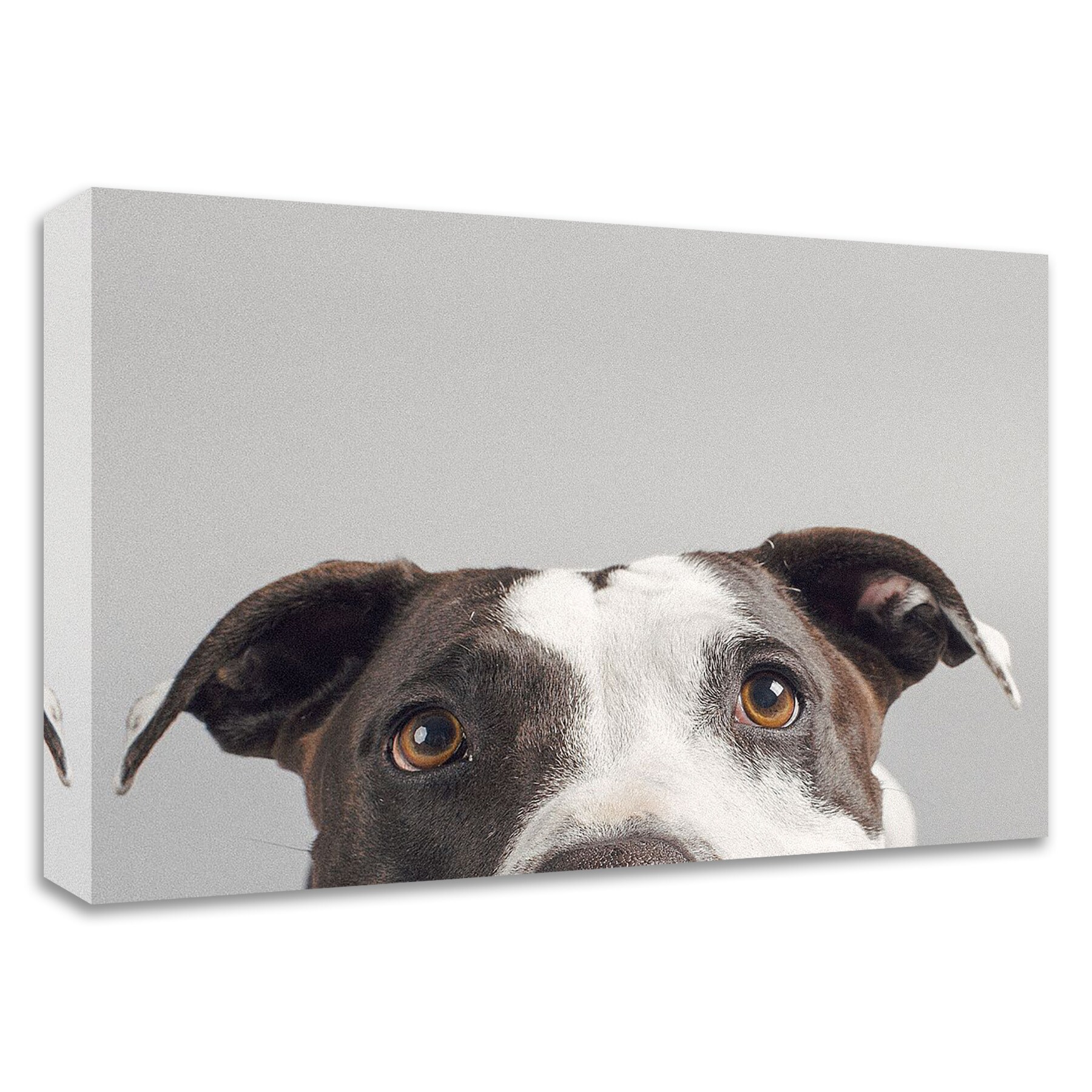 Tangletown Fine Art 8S1437DC-3624 Ruby Susan Sabo 24-in H x 36-in W Animals Print on Canvas