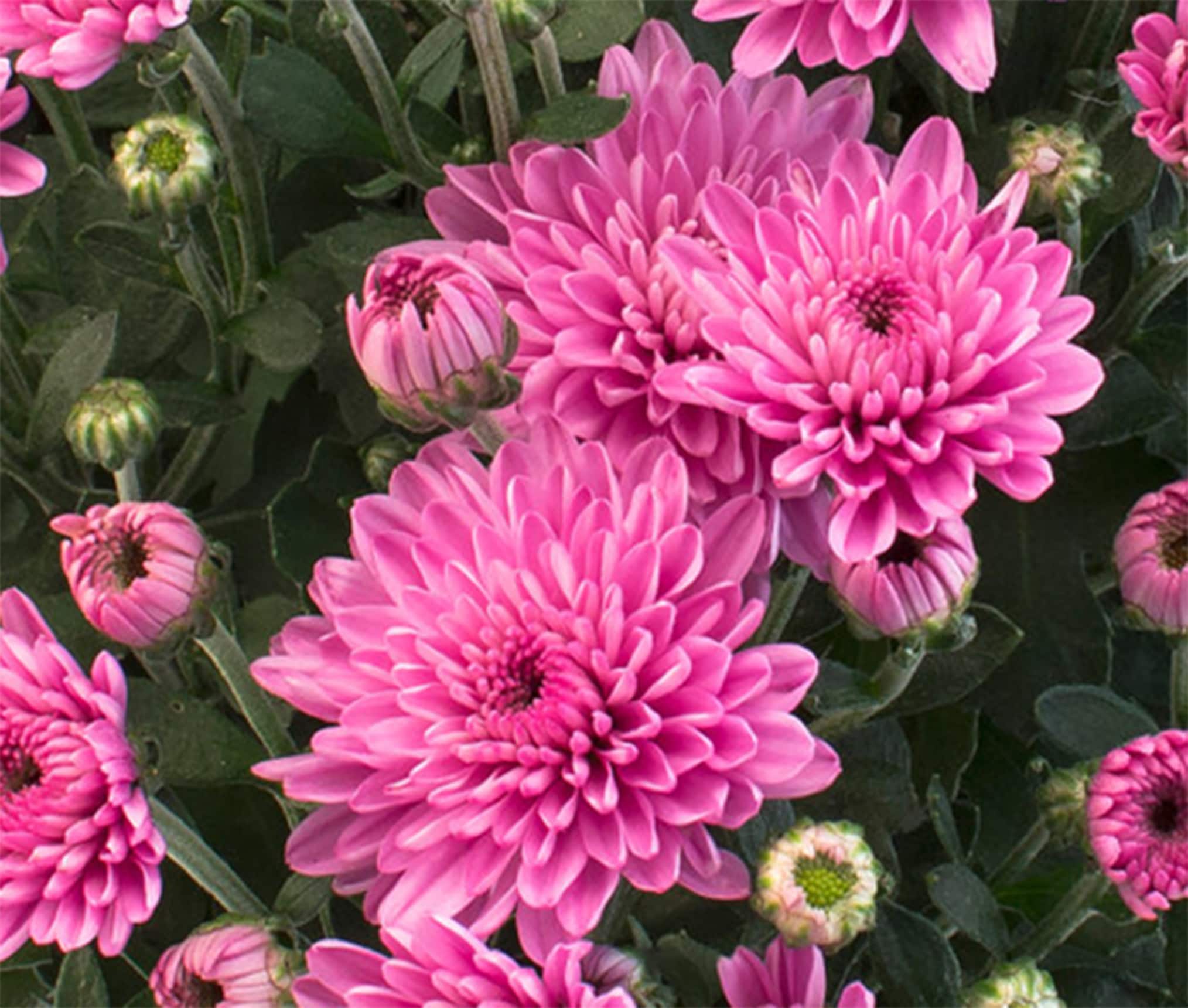  1560 annuals - View #2