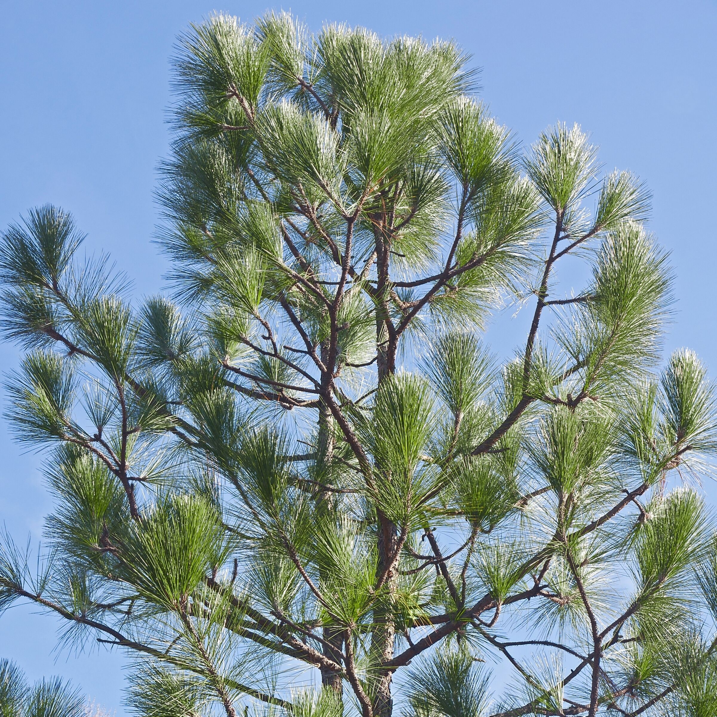 National Plant Network LW7084 trees - View #4