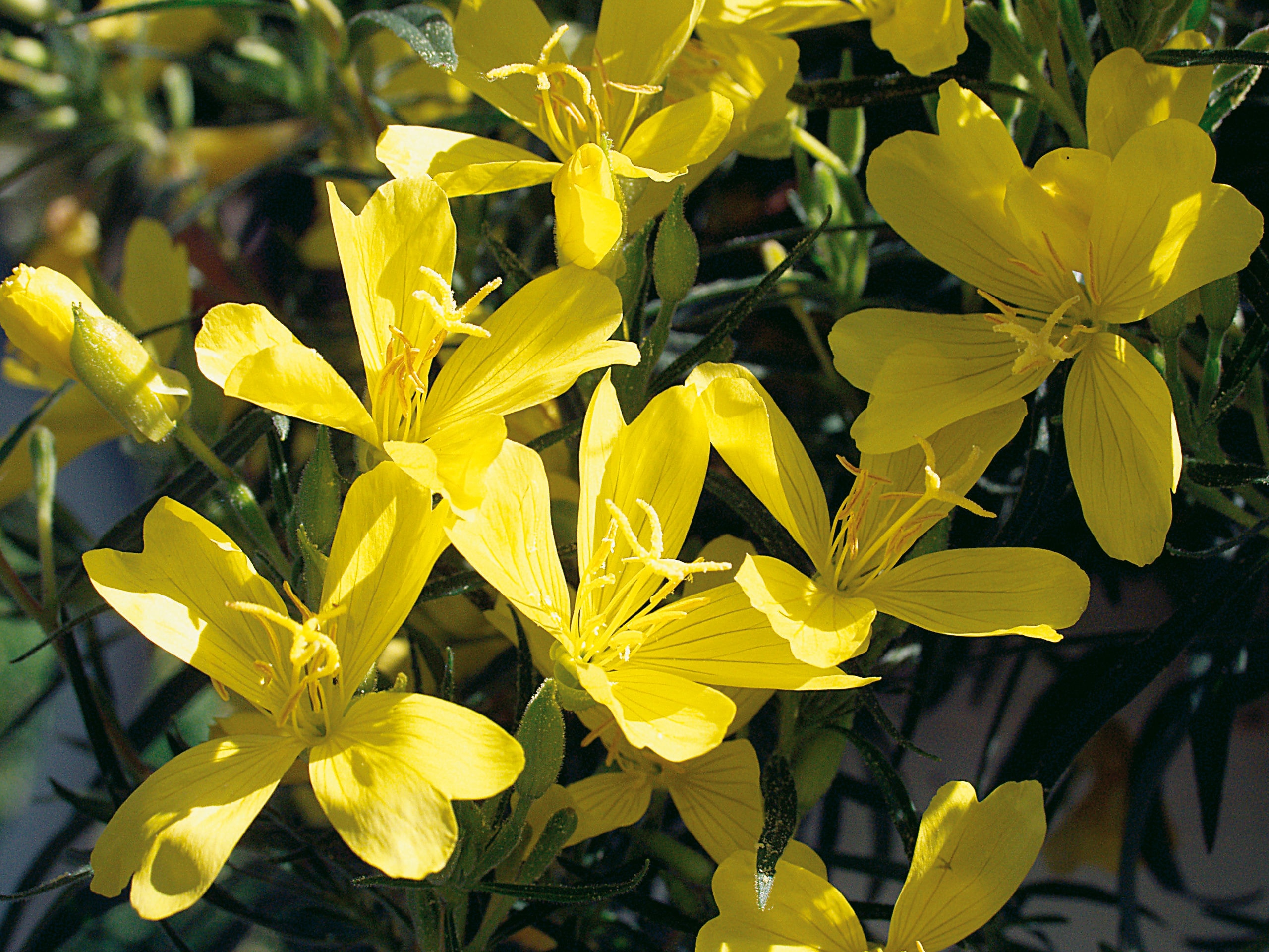 Lowe's NURSERY Multicolor Oenothera Plant in 2 -Quart Pot