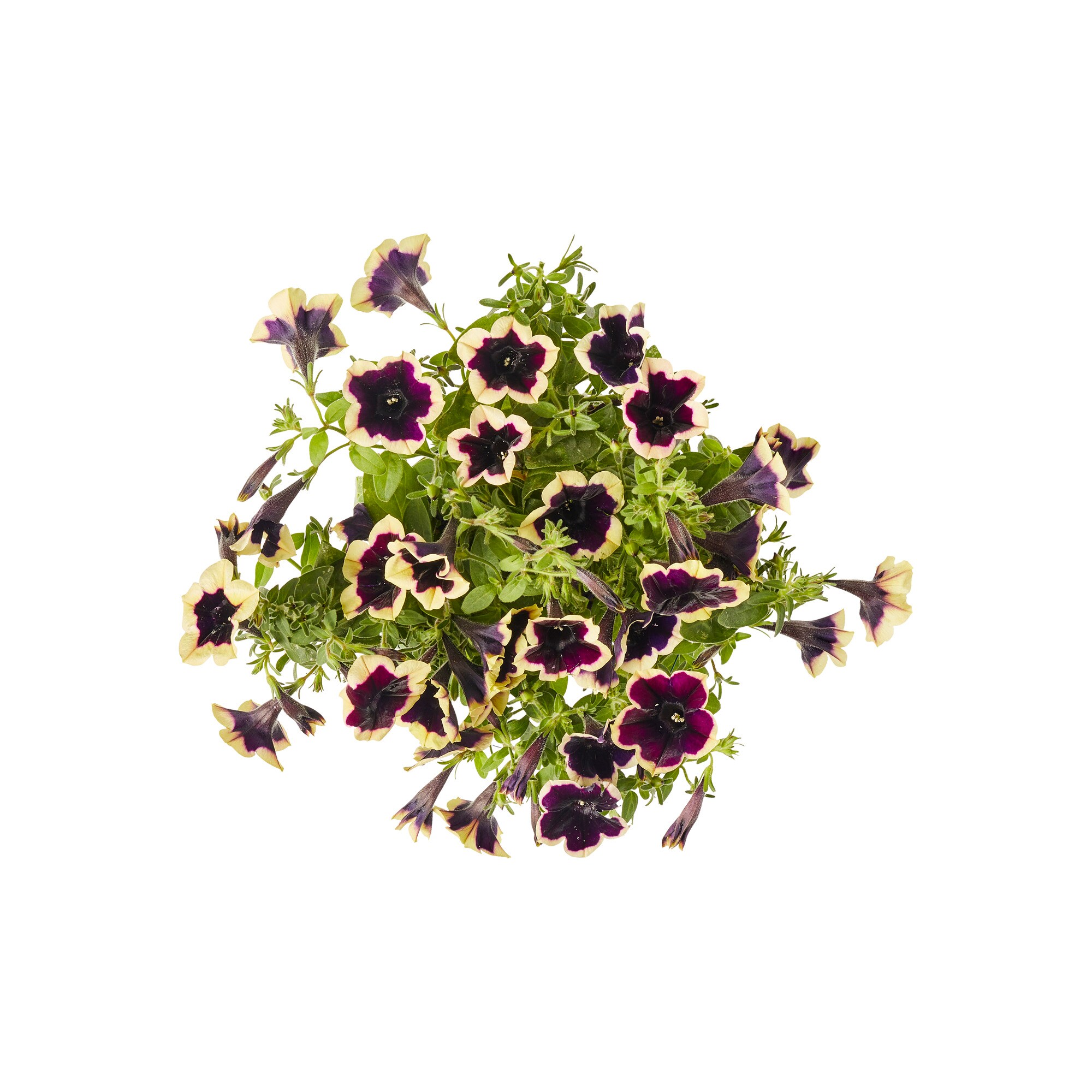 Miracle-Gro 202999 annuals - View #3