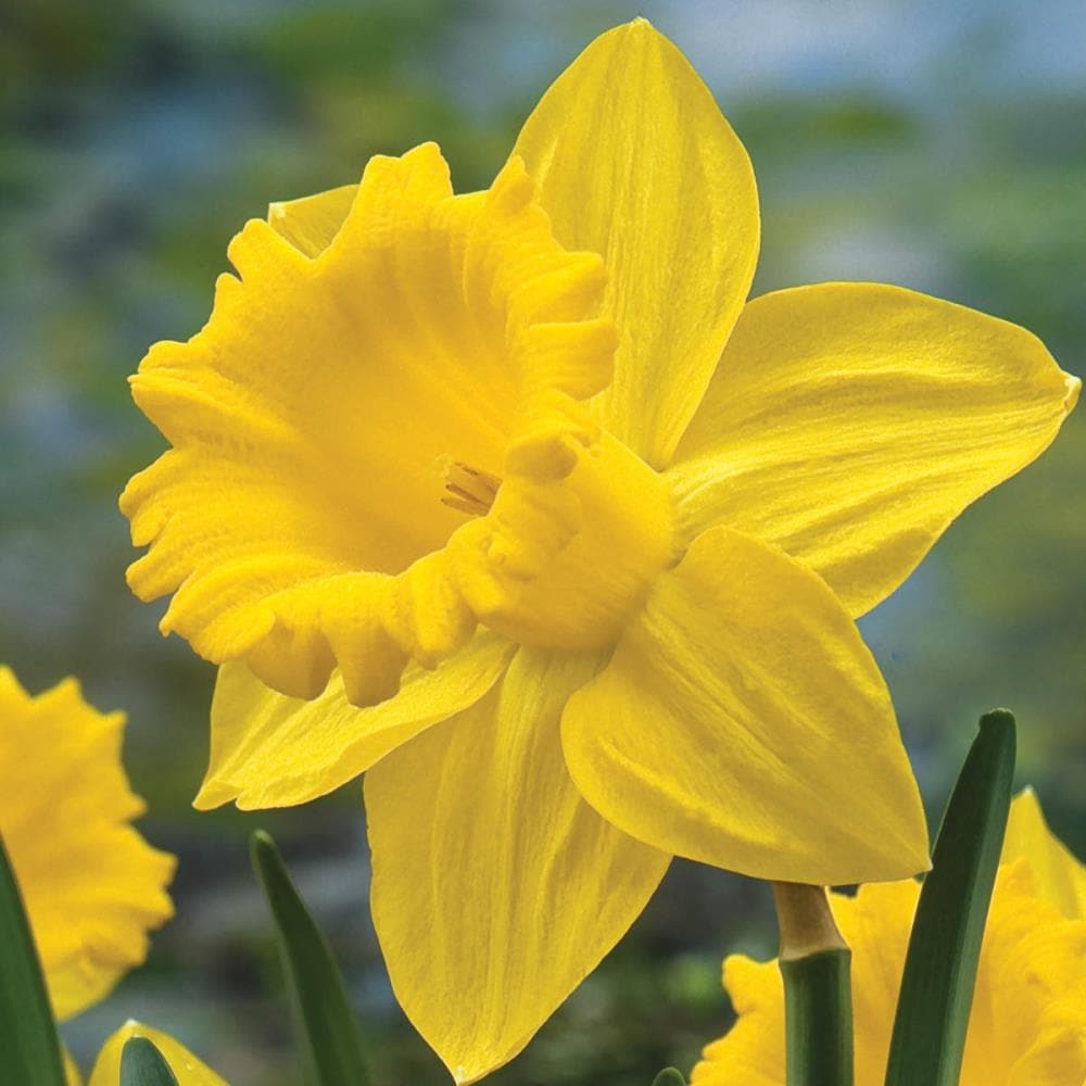 Breck's Yellow King Alfred Daffodil Bulbs Bagged 100-Pack in the Plant  Bulbs department at