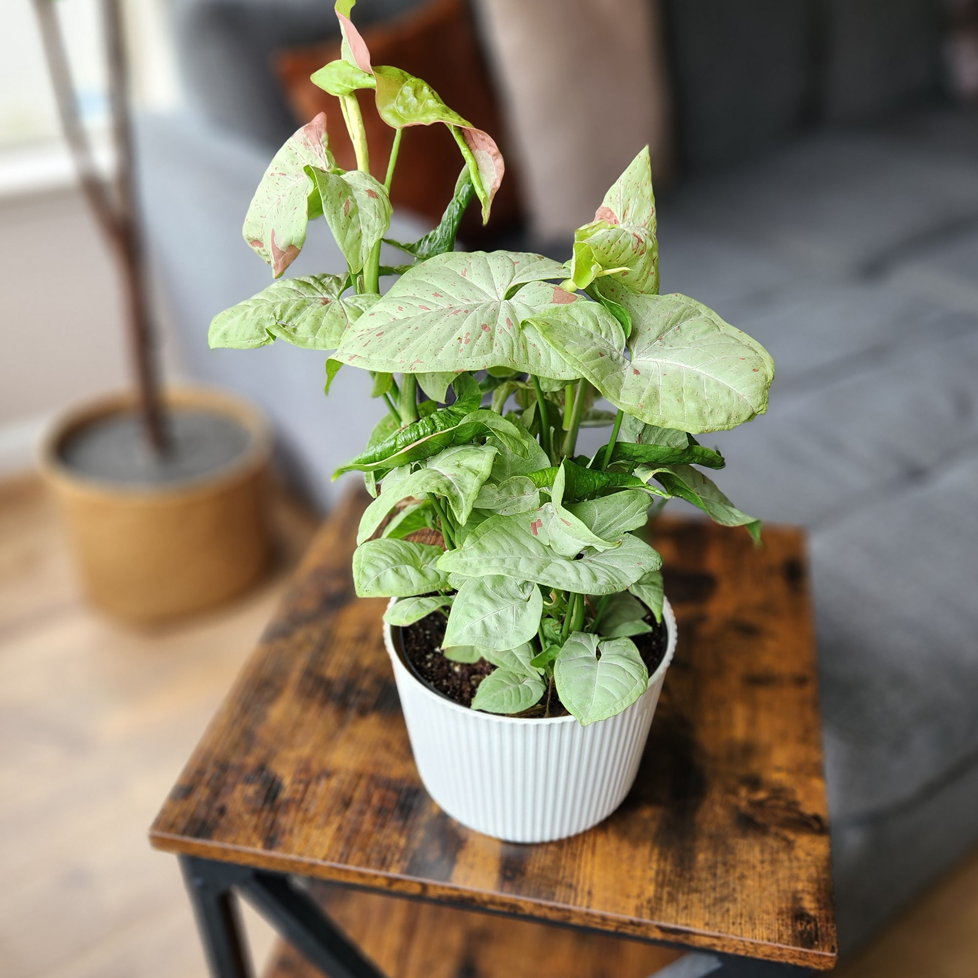 Altman Plants 0873385 hseplants - View #2