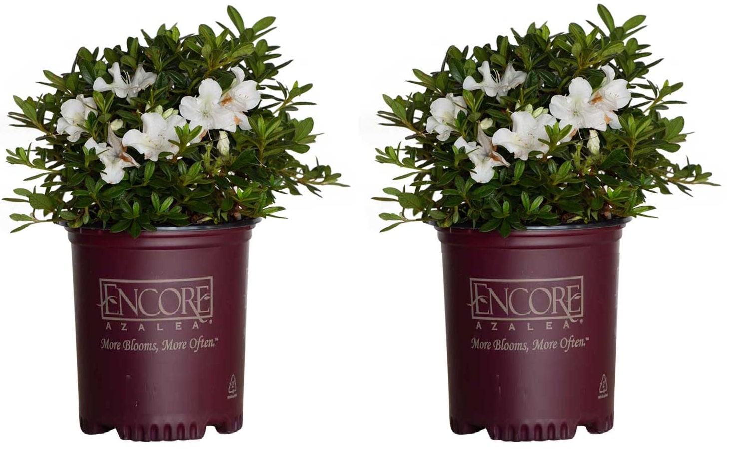 Encore Azalea Shrubs at 